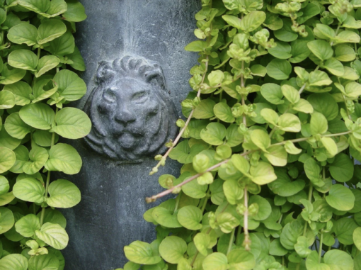 Pair of Classic Lead Lion Head Planters - Image 5